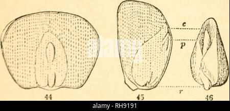 . Botany for young people and common schools. Botany. 20 HOW PLANTS GROW FROM THE SEED. out of the seed, and let the root form from the lower end of it, while the plumule develops from its upper end directly into a strong leafy stem. Fig. 40 is an acorn cut through lengthwise. The whole kernel consists of a pair of very thick seed- leaves, loaded with starch, &amp;c, and completely enclosing the very small and short stemlet, or radicle, seen at the bottom. Fig. 41 is the acorn with the seedling Oak growing from it; the seed-leaves remaining in the shell, but feeding the strong loot which grows Stock Photo