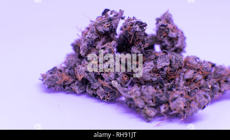 Fresh flowering cannabis buds. Female plant of marijuana Stock Photo