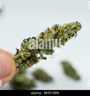 Fresh flowering cannabis buds. Female plant of marijuana Stock Photo