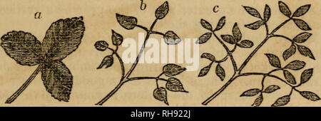 . Botany for beginners: an introduction to Mrs. Lincoln's Lectures on botany. Plants. Ch. IX.] LEAVES. 55 213. Pinnate; at Fig. 35, a, represents the petiole or prin- cipal leaf stalk; from this, spring out other divisions, each bear- ing a leafet; 6, 6, represent the stipules or appendages; the whole taken together forms one compound pinnate leaf. Tne term pinnate is from the Latin pinna, a wing or pinion. 214. Binate; when two leafets only spring from the petiole, as in Fig. 35, c. Fig. 36.. 215. Ternate; when three leafets arise from the petiole, as Fig. 36, a. 216. Bi-ternate is a second d Stock Photo