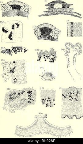 . Botanisk tidsskrift. Botany; Plants; Plants. TANISK Tidsskrift. Bd. 28 Tavle 16. O. Galløe del.. Please note that these images are extracted from scanned page images that may have been digitally enhanced for readability - coloration and appearance of these illustrations may not perfectly resemble the original work.. Botaniske forening i København. København : H. Hagerups Forlag Stock Photo