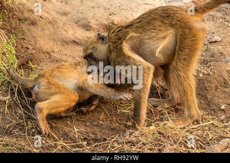 Chacma or Cape baboons (Papio ursinus) play fighting; by the Chobe River. Stock Photo