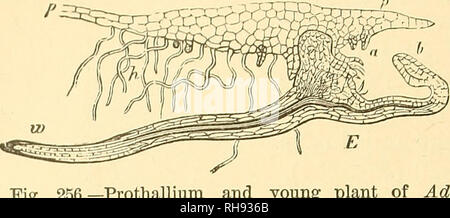 . Botany for high schools and colleges. Botany. 372 BOTANY. 490.—The Filicinse may be here arranged under four orders, as follows :* /. IsosporecB. — Spores of one kind. Order 1. Filices, the true Ferns. Sporangia compos- ed of modified tri- chomes, each de- veloped from a sin-. Fig. 256.—Prothallium and   young plant antum Cajnllus-Veneris, seen section. ^9,2?, the prothallium hair ; E, the young plant; w, its first root leaf. X about 10.—After Sachs. Adi- m vertical longitudinal a, archegonia; h, root b, its first gle epidermal cell, produced in clusters on the surface of or- dinary or sligh Stock Photo