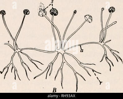 . Botany for agricultural students. Plants. Fig. 313. — Bread Mold, Rhizopus nigricans. A, piece of bread on which there is a growth of Mold (X 5). B, plant body of Bread Mold, showing the hyphae (r) which penetrate the bread, the hyphae which grow up and bear the sporangia (s), and the hyphae (a) (stolons) which grow prostrate on the surface of the substratum and start new plants. (X about 20.) It is common on stable manure and resembles Bread Mold. The hyphae become turgid and swollen just beneath the sporangia and finally burst, hurling the sporangia with considerable force, whence the name Stock Photo