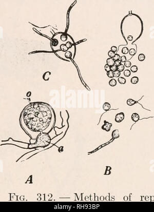 . Botany for agricultural students. Plants. BREAD MOLD (RHIZOPUS NIGRICANS) 361. upright growth bear the sporangia, while others running over the surface of the substratum produce at certain places a new set of both penetrating and upright hyphae. These runner-hke hyphae are called stolons, and serve to spread the mycelium over the substratum. The hyphae which penetrate the substratum are able to change the elements of the substratum into soluble forms and absorb them. The sporangia occur singly on the hyphae and contain numer- ous aerial spores, which when mature are liberated by the breaking Stock Photo
