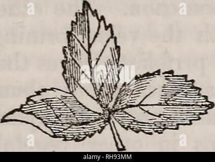 . Botany of the southern states. In two parts. Botany. LEAVES. 57 still further and form the tripinnate leaf, as in the Thalictrum (Fig. 87), and it even exceeds this subdivision when the term supra-decompound is applied to them, no matter how far the divisions may extend. When the midrib is terminated by a leaflet, the leaf is said to be unequally pinnate. (Fig. 88.) 95. The radiated form of reticulated leaves often assumes the compound structure, as in the iEsculus, Lupinus, Clover, &amp;c. (Fig. 63), and are then called digitate. If there are three leaf- Fig. 90.. lets, it is called a terna Stock Photo