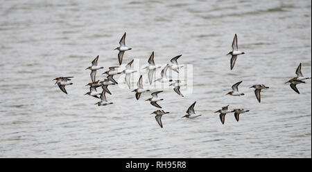 Flock of Dunlin (calidris alpina) Stock Photo