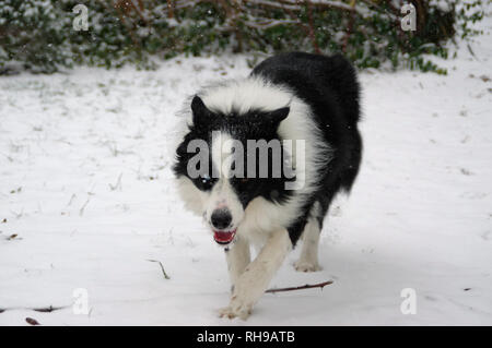 Border Collie in winter. Happy dog running on snow. Stock Photo