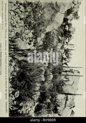 . Botanische JahrbuÌcher fuÌr Systematik, Pflanzengeschichte und Pflanzengeographie. Botany; Plantengeografie; Paleobotanie; Taxonomie; Pflanzen. I'JKjlrr, liotan. Jahrhitr/irr XL. liri}&gt;l&lt;itt !)â ' Taf. I III.. Please note that these images are extracted from scanned page images that may have been digitally enhanced for readability - coloration and appearance of these illustrations may not perfectly resemble the original work.. Engler, Adolf, 1844-1930. Stuttgart : Schweizerbart Stock Photo