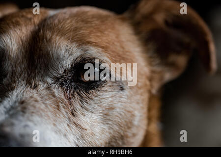Jack Russell Stock Photo
