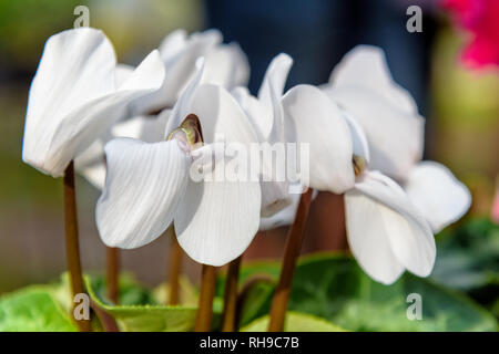 Close-up beautiful white Cyclamen, Cyclamen Persicum, Persian Cyclamen flower Stock Photo