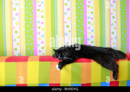 Lazy black cat laying on colored back of sofa. Black and white cat laying down lazy paws up on sofa. Vivid element of design Stock Photo