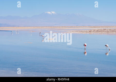 flamingos in Laguna Chaxa near San Pedro de Atacama with Sairecabur Vulcano Stock Photo