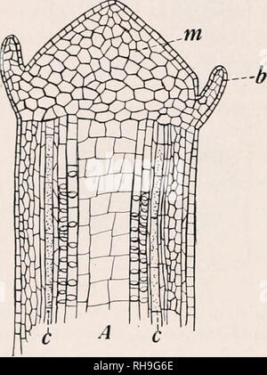 . Botany for agricultural students. Plants. GENERAL STRUCTURE OF STEMS ...