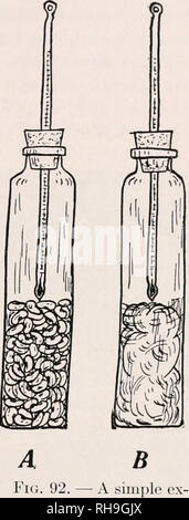 . Botany for agricultural students. Plants. ELABORATION OF FOODS INTO PLANT STRUCTURES 97 is inserted, the temperature of the enclosed air may be raised 10° C. and sometimes 20° C. by the heat of res- piration; and the oxygen of the enclosed air will usually be so nearly used up that the flame of a burning match or splinter is extinguished when inserted into the jar. {Fig. 92.) To demonstrate the ac- cumulation of carbon dioxide, one may pour lime water into the jar where the seeds are germinating, in which case the calcium hydroxide of the lime water unites with the carbon dioxide of the encl Stock Photo