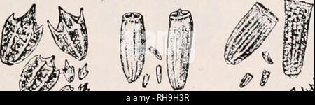 . Botany for agricultural students. Plants. SEED ANALYSIS 75 different parts of the bag or container, usually from the top, middle, and bottom. From the sample from 2 to 5 grams are weighed out, and the impurities and desirable seeds are then sepa- rated, usually by means of a lens like the one in Figure 12. By e.^fe 09^ 0% Tied clove*- TvefoW Cuve(i(iock ^# V ^@ - 4 , ,^ Lamb's 6Vla ^ Laciv^^tUvvnA* q.ua^'Vers mustard ^ #?i 9Tv.ed, doddc ioM-J.r^ 'j&gt;unVa 8CVpve: , cXodaev ^.0 a?/ 'a^Qy. ^ ^^ 14Canad:c. 15WAA ^ Fig. 73. — Some weed seeds and fruits commonly found among Red Clover see Stock Photo