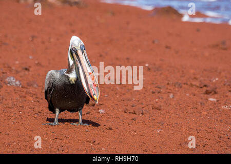 found this fish eating pelican on the red sand beach of Isla Rabida on Galapagos. Was funny to see how he was struggling to swallong this pray. Stock Photo