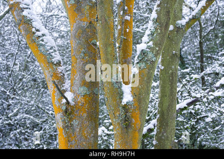 Lichen covered trees in Winter. Stock Photo