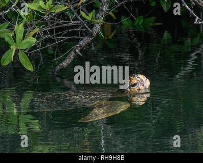 surfacing sea turtle in the mangroves of Black Turtle Cove, Galapagos Stock Photo