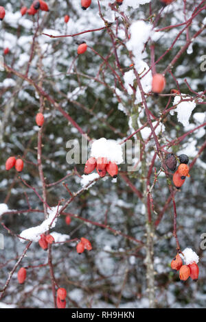 Rose hips in the winter snow. Stock Photo