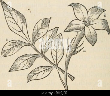 . Botany for ladies; or, A popular introduction to the natural system of plants, according to the classification of De Candolle. Plants -- Classification. 134 JASMINES. [part I. TRIBE I,—JASMINES. The genus Jasminum is the only one in this tribe which contains plants common in British gardens; and of all the species contained in it, the common white Jasmine {J. officinale) is perhaps the best known. The flowers are pro- duced in terminal clusters of four or six. The calyx is tubular, with the limb cut into numerous narrow segments; (see a in Jig. 64;) and the. Fig. 64.—FtowsR and leaf op the J Stock Photo