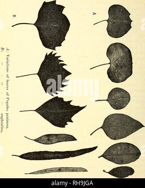 . Botanisk tidsskrift. Botany; Plants; Plants. - 266 — 5. P. euphratica Oliv.; Bulise I.e. p. 202; Trautv. Enum. Song. I.e. p. 91; Rgl. et Herd. PI. Semenov. I.e. p. 97; Rgl. Acta H. Petrop. VI p. 473; Bois. fl. or. IV p. 1194; Aitchison Afghan, delim. Com. p. Ill; Hook. fl. brit. Ind. V p. 638; O. Fedtschenko Spisok rast. p. 142; Herb.. fl. Ross. N. 1134, 1134a et b; — P. ' diver sifolia Schrenk; Trautv. Imag. pi. Ros. t. 16; Ldb. fl. ros III p. 627 ; Bunge reliq. Lehman, p. 498. Transcaspia: N. 1756, cultivated in sandy desert at Rabnina. June 2. 1899. — Ghiwa: N. 2011, at Kiptjak near the r Stock Photo
