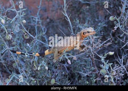 Chuckwalla (Sauromalus ater), male, young, climbing on a thorny bush, Valley of Fire State Park, Nevada, United States Stock Photo