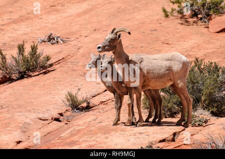 Desert Bighorn Sheep (Ovis canadensis nelsoni), female with two young on sandstone rocks, Zion National Park, Utah Stock Photo