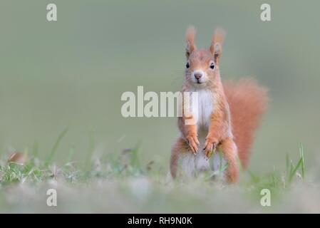 Eurasian Eurasian red squirrel (Sciurus vulgaris) makes male in a meadow, Saxony, Germany Stock Photo