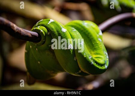 Green tree python (Morelia viridis) lies folded on a branch, captive, occurrence Africa, Canada Stock Photo