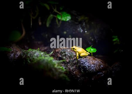 Golden poison frog (Phyllobates terribilis), captive, Canada Stock Photo