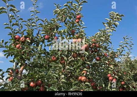 Red ripe apples on a tree, Altes Land, Lower Saxony, Germany Stock Photo