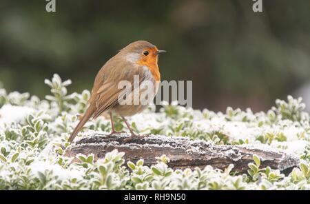A Robin perched on a log in the snow Stock Photo