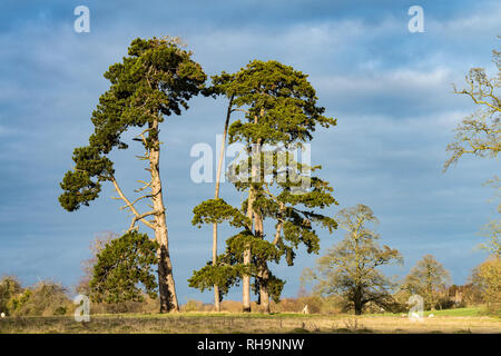 Four Tall Pine Trees in a Cotswold landscape on a sunlit winters day Stock Photo