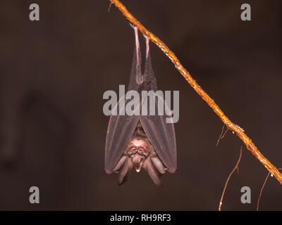 Largeeared Horseshoe Bat (Rhinolophus philippinensis), Bintulu, Bukit