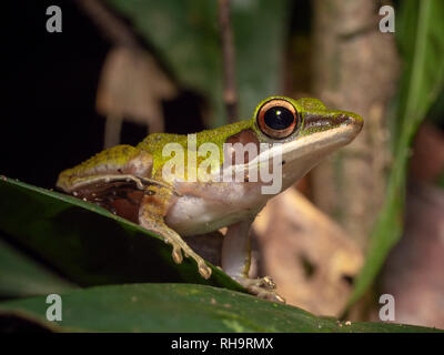 White-lipped Frog (Hylarana raniceps) in Tawau Hills Park, Borneo