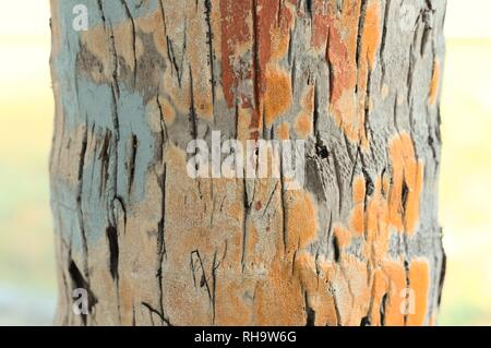 Painted trunk background (Ari Atoll, Maldives) Stock Photo