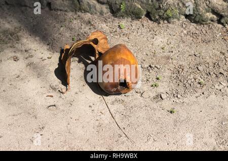 Isolated coconut on the ground (Ari Atoll, Maldives) Stock Photo