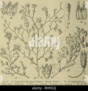 Cryptandra polyclada Diels Stock Photo - Alamy