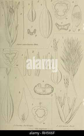 . Botanische JahrbuÌcher fuÌr Systematik, Pflanzengeschichte und Pflanzengeographie. Botany; Plantengeografie; Paleobotanie; Taxonomie; Pflanzen. â .jUr Hol.-lahrh 17.Bt/. 7^/-// Ax O. Please note that these images are extracted from scanned page images that may have been digitally enhanced for readability - coloration and appearance of these illustrations may not perfectly resemble the original work.. Engler, Adolf, 1844-1930. Stuttgart : Schweizerbart Stock Photo