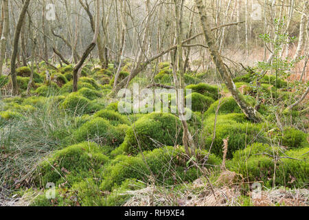 sphagnum moss, peat moss, bog moss, hummocks, mounds, swamp, bog, Ambersham Common, Sussex, UK, January, wetland carr. Stock Photo