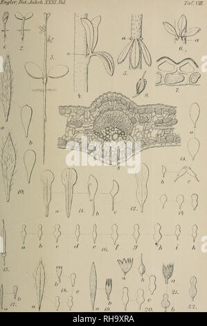 . Botanische JahrbuÌcher fuÌr Systematik, Pflanzengeschichte und Pflanzengeographie. Botany; Plantengeografie; Paleobotanie; Taxonomie; Pflanzen. &quot;erlag -r.VfiÃ ehii Knfjplmaim i: â¢'kliarciÃ®.Le'Ã§:::. Please note that these images are extracted from scanned page images that may have been digitally enhanced for readability - coloration and appearance of these illustrations may not perfectly resemble the original work.. Engler, Adolf, 1844-1930. Stuttgart : Schweizerbart Stock Photo