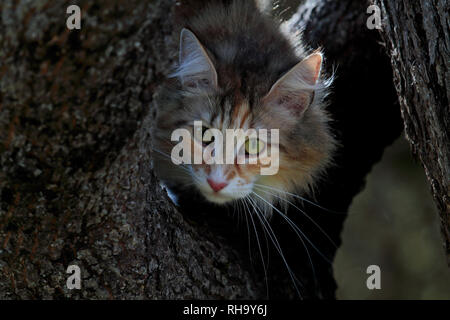 Beautiful Norwegian forest cat with alert expression high in a tree Stock Photo