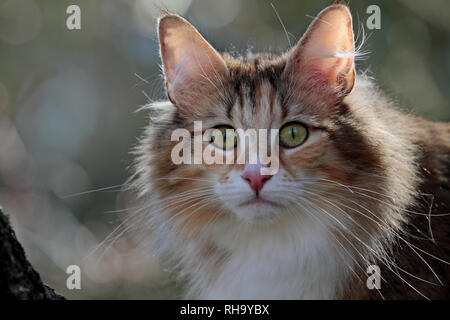 Beautiful Norwegian forest cat with alert expression high in a tree Stock Photo