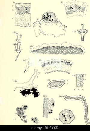 . Botanisk tidsskrift. Botany; Plants; Plants. Botanisk Tidsskrift. Bd. 28 Tavle 9. 0. Galloe del.. Please note that these images are extracted from scanned page images that may have been digitally enhanced for readability - coloration and appearance of these illustrations may not perfectly resemble the original work.. Botaniske forening i København. København : H. Hagerups Forlag Stock Photo