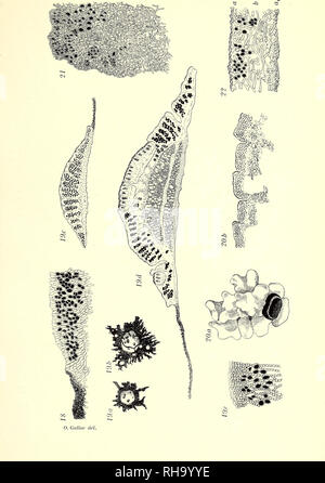 . Botanisk tidsskrift. Botany; Plants; Plants. Botanisk Tidsskrift. Bd. 28 Tavle 5. Please note that these images are extracted from scanned page images that may have been digitally enhanced for readability - coloration and appearance of these illustrations may not perfectly resemble the original work.. Botaniske forening i København. København : H. Hagerups Forlag Stock Photo