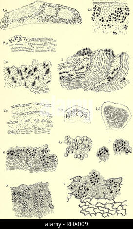 . Botanisk tidsskrift. Botany; Plants; Plants. Botanisk Tidsskrift. Bd. 28 Tavle. O. Galløe del.. Please note that these images are extracted from scanned page images that may have been digitally enhanced for readability - coloration and appearance of these illustrations may not perfectly resemble the original work.. Botaniske forening i København. København : H. Hagerups Forlag Stock Photo