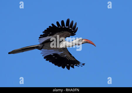 Western red-billed hornbill in flight with blue skies in the background Stock Photo