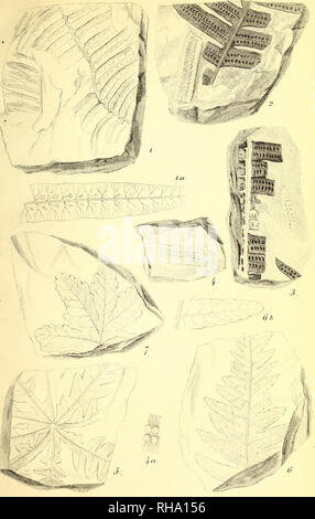 . Botanisk tidsskrift. Botany; Plants; Plants. it. Tidsskrift fidJÔ (Jour. deBot.28) . Tub. X.. DetSofiFensberyslce EtcCbl. Please note that these images are extracted from scanned page images that may have been digitally enhanced for readability - coloration and appearance of these illustrations may not perfectly resemble the original work.. Botaniske forening i København. København : H. Hagerups Forlag Stock Photo