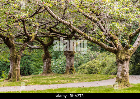 Group of Cherry Trees in autumn inside a city nature park, not in bloom, not blossoming Stock Photo
